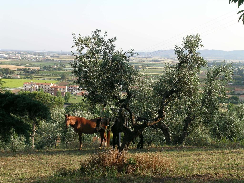 B&B Villa Il Poggetto Venturina Terme Bagian luar foto